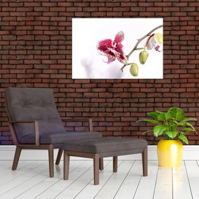 Orchidea virág képe (90x60 cm)