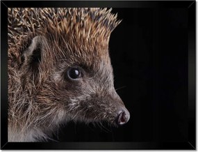 Poszterek keretben 40x30 Sündisznó fekete alapon