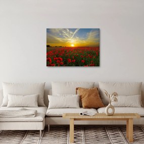 Egy kép a pipacs mezőről (70x50 cm)