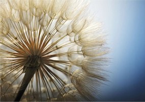 Fotótapéta Pitypang Könnyűség nyugalom és álom a falon 208x146 +ragasztó