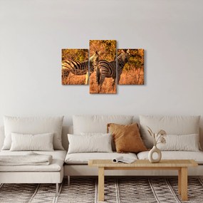 Zebrák képe (90x60 cm)