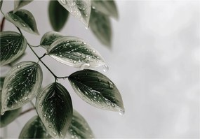 Vinil Fotótapéta Flizelin Levelek Zöld Beton Szürke 416x254