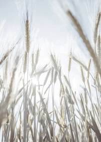 Poszter 29,7x42cm Napsugarak az ĂĄrpĂĄn keresztĂŒl, Assaf Frank