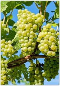 Poszterek 70x100 Zöld szőlő