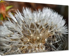 Vászonkép 70x50 Pitypang Virág Virágok