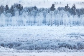 Művészeti fotózás Hoar frosted trees in Jackson, Wyoming,, David Clapp, (40 x 26.7 cm)