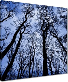 Vászonkép 50x50 Erdő Fák Kilátás alulról