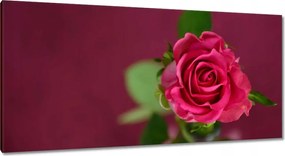Vászonkép 115x55 Rózsa lila háttérrel