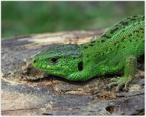 Poszterek 50x40 Zöld gyík