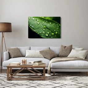 Kép - Levél eső után (90x60 cm)