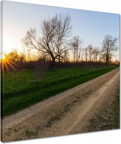 Vászonkép 50x50 Mezei út Fák Mezők