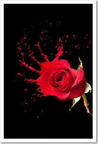Poszterek keretben 40x60 Fröccsenő rózsa