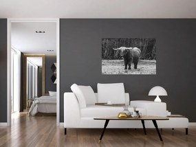 Kép - Skót tehén (90x60 cm)