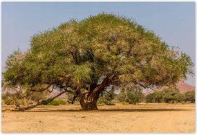 Poszterek 200x135 Fa Fák Kilátás