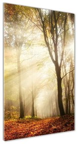 Üvegfotó Erdő ősszel osv-120624836