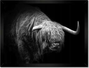 Poszterek keretben 40x30 Skót tehén állat