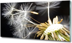 Fotó üvegkép Pitypang magok 100x70