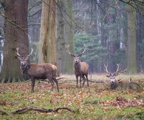 Poszter 60x50cm Szarvasok az erdőben, Assaf Frank