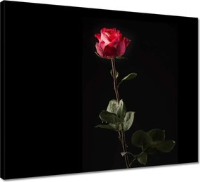 Vászonkép 50x40 Vízcseppek a rózsán