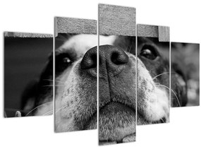 Kutya képe (150x105 cm)