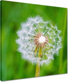 Vászonkép 40x40 Pitypang Virág Virágok