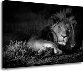 Vászonkép Sötét színek Oroszlán nyugalom 70x50 cm Ajándéknak is tökéletes