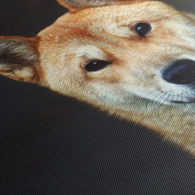 Kutya képe (120x50 cm)