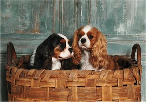 Fotótapéta Kiskutyák a kosárban vinil 312x219 Cavalier King Charles +ragasztó