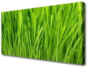 Vászonkép falra Grass Nature Plant 125x50 cm