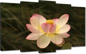 Vászonkép 100x60 Lótusz Lótuszvirág