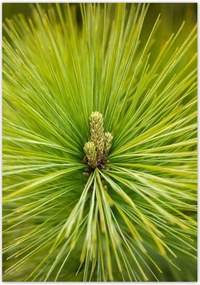 Poszterek 70x100 Ág