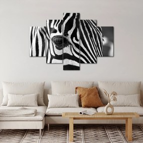 Zebra képe (150x105 cm)