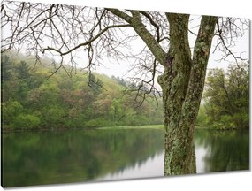 Vászonkép 120x80 Fa Folyó Erdő