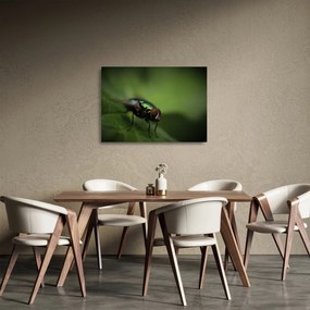 Kép - Légy (üvegen) (70x50 cm)
