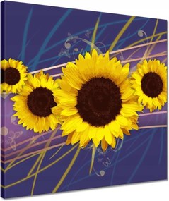 Vászonkép 40x40 Napraforgók