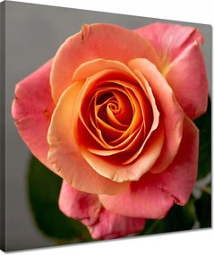 Vászonkép 40x40 Rózsa Virág Virágok Rózsa