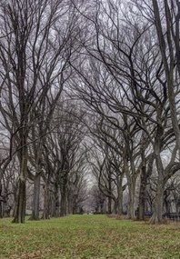 Poszter 68x98cm Fasorok a Central Parkban, Assaf Frank