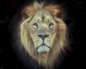 Poszter 50x40cm Oroszlánfej, Assaf Frank