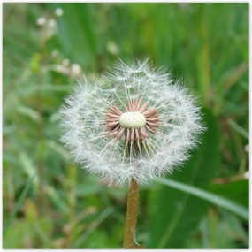 Poszterek 100x100 Pitypang Virág Virágok