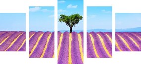 5 részes kép provence-i levandula mező