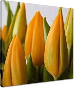 Vászonkép 40x40 Sárga tulipánok
