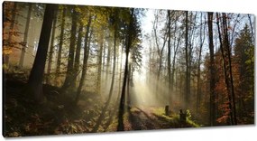 Vászonkép 115x55 Napfelkelte az erdőben