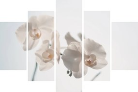 Fehér orchidea képe (150x105 cm)