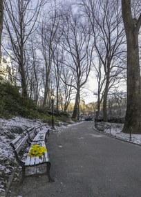 Poszter 50x70cm Egy csokor sárga virág egy padon a parkban, Assaf Frank