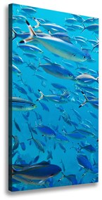 Vászonkép Coral halak ocv-39421860