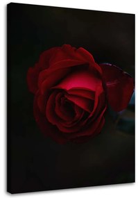 Gario Vászonkép Rózsa fekete háttérrel Méret: 40 x 60 cm