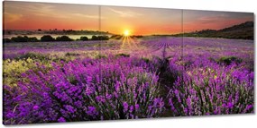 Festmények 210x100 Levendula rét