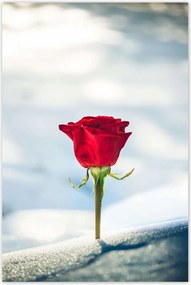 Poszterek 80x120 Rózsa Virág Virágok Rózsa