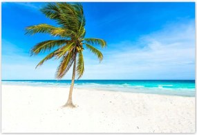 Poszterek 200x135 Trópusok Tájkép Pálma