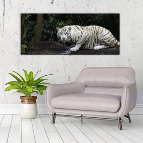 Kép - albínó tigris (120x50 cm)